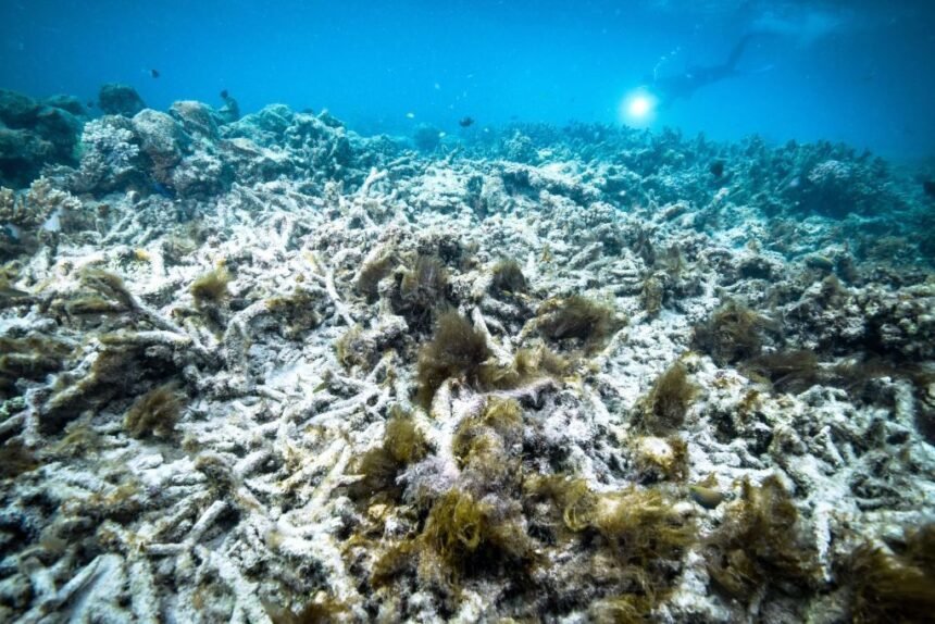 Aquecimento dos oceanos está em níveis recordes há um ano; entenda o risco