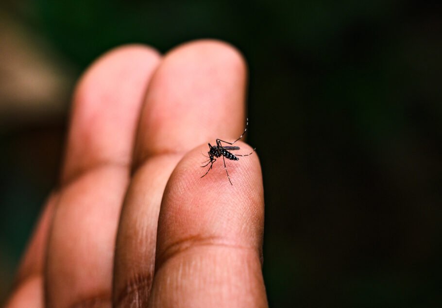 O principal vetor da dengue é é o mosquito Aedes aegypti, que também pode transmitir outras doenças virais, como Zika, febre chikungunya e febre amarela