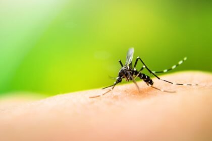 Brasil registra 1.116 óbitos por dengue em 2024 e bate recorde de mortes pela doença