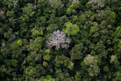 Diax emite R$1,2 bi em “CPRs Verdes” e pode compensar 9 milhões de toneladas de CO2