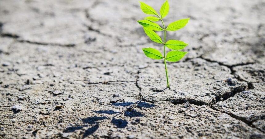 A vida pode ser desafiadora: especialista de Harvard ensina a criar um plano de resiliência